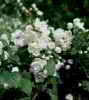 Philadelphus Schneesturm